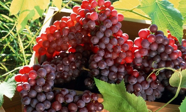 Высокое содержание ресвератрола в красном винограде
