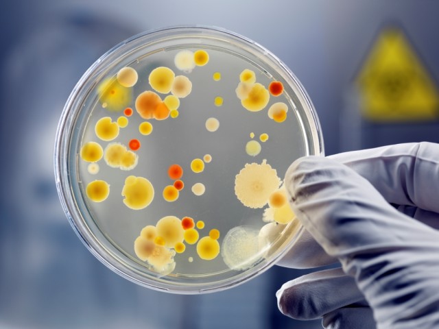 Учеными обнаружены бактерии из внешней среды, способствующих долголетию