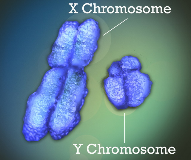Эти хромосомы определяют наш пол