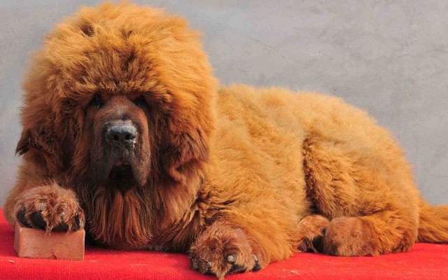 Собака за полмиллиона долларов - новая мода китайской элиты