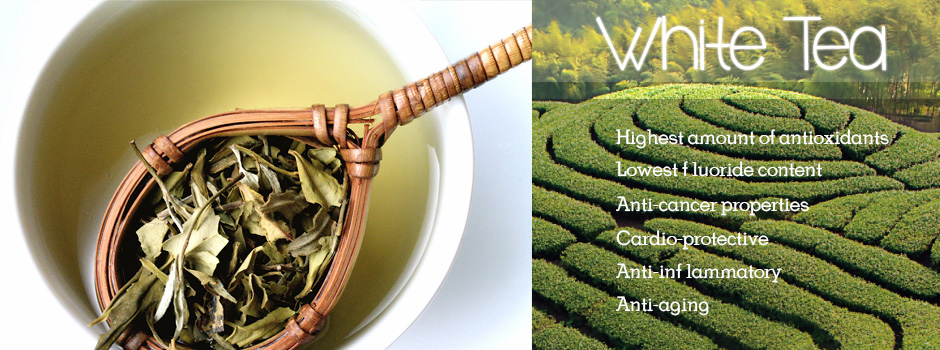 Powerful-Antioxidants-White-Tea-Camillia-Sinensis