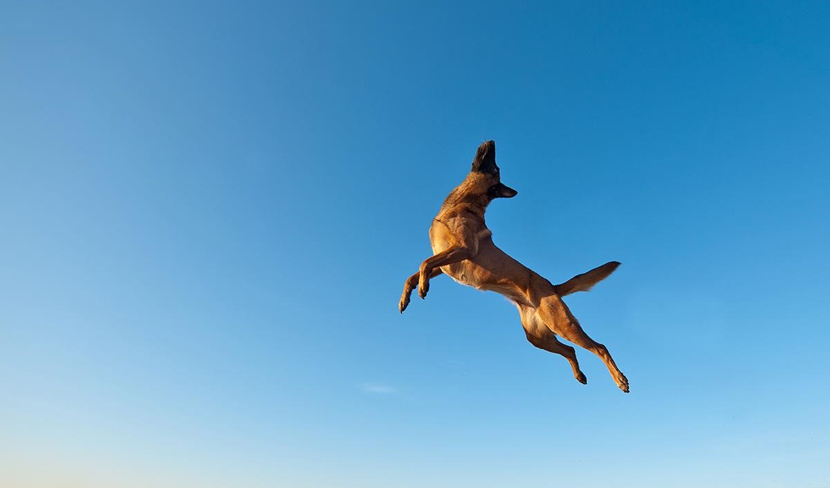 Малинуа - энергичная собака