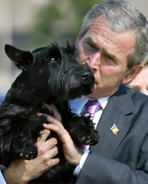 Очаровательный скотчик - лбимая собака Буша-младшего