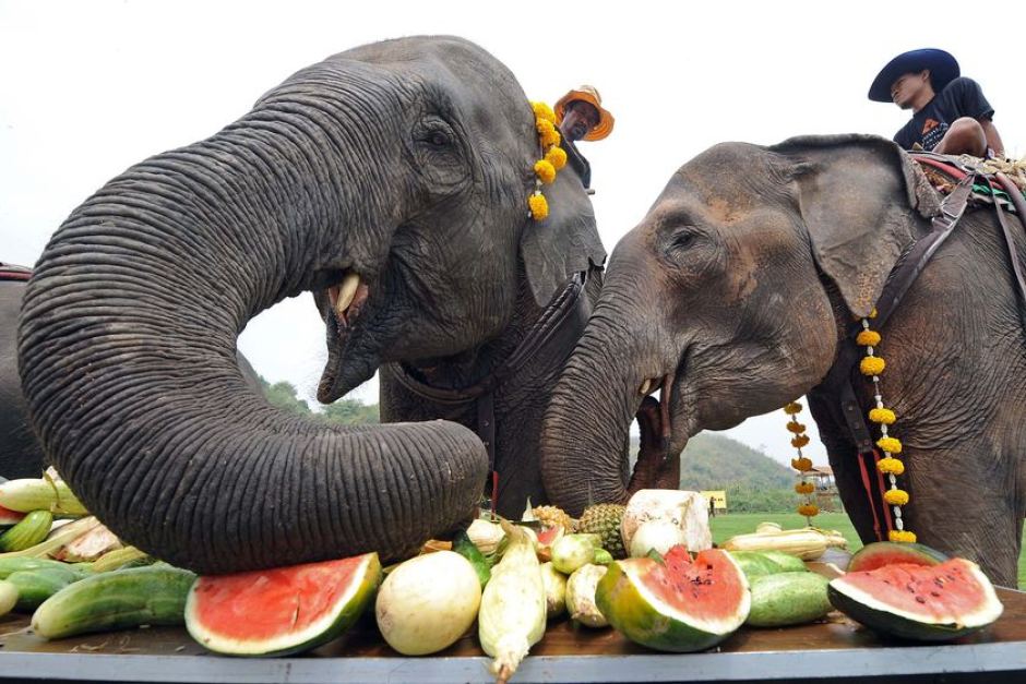 Слоны тоже не против время от времени устроить себе праздник