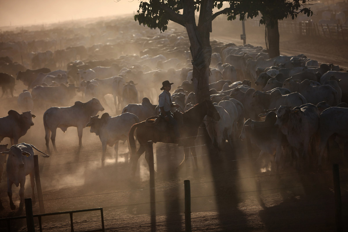 Специализация ранчо – выращивание крупного и среднего рогатого скота