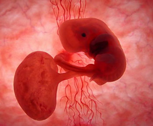 Эмбрион 8 недель