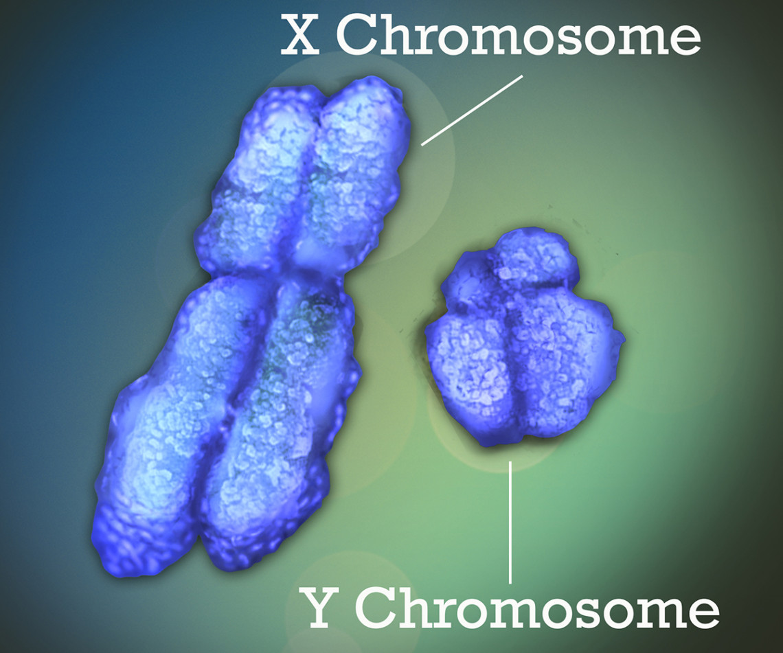 X и Y Хромосомы