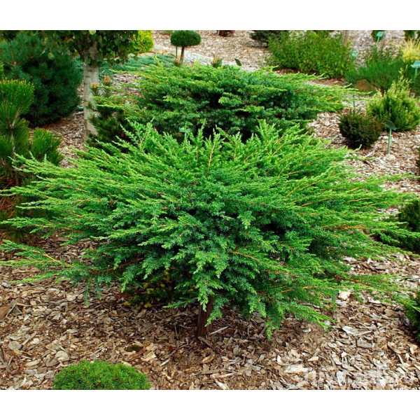 mozhzhevelnik-pribrezhnyy-schlyager-juniperus-conferta-schlager-