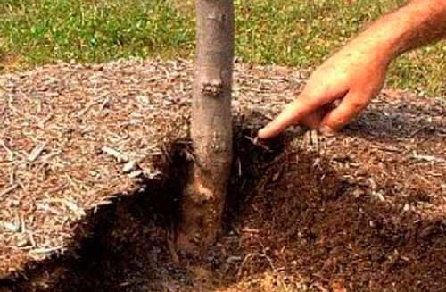 Мульчируя деревья, оставляйте зазор у ствола для циркуляции воздуха
