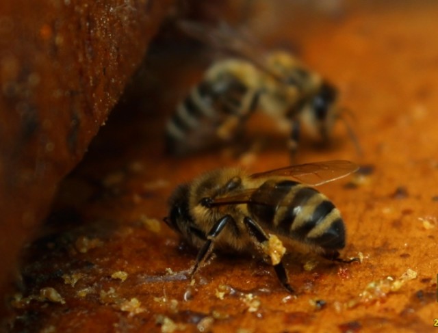 Так пчелы собирают  остатки прополис со дна улика, они используют его для дезинфекции своей обители     