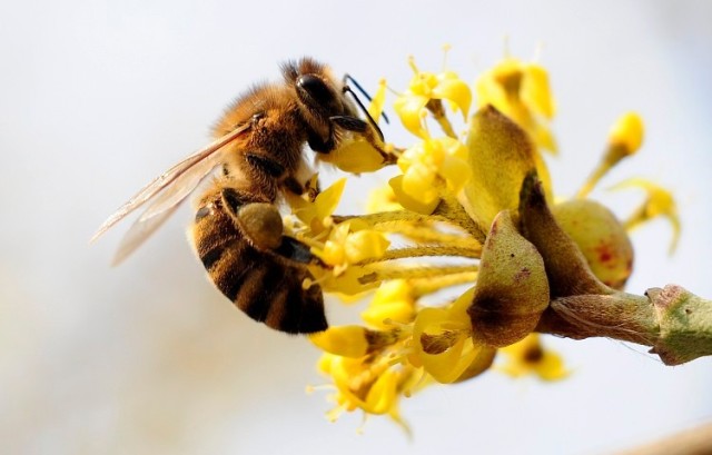 Благодаря тяжелой работе пчел у нас есть такое уникальное лекарство как прополис