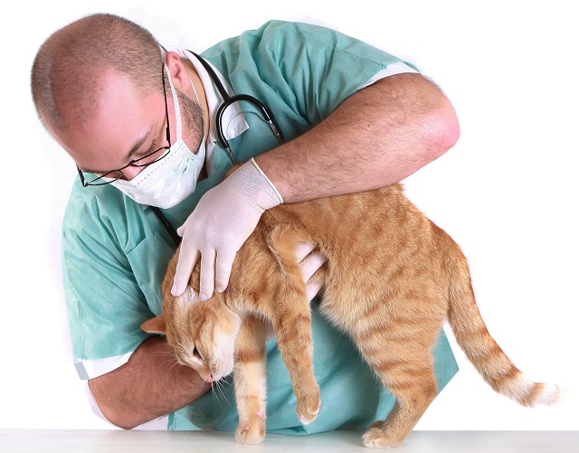 Операцию кошки обычно переносят легко