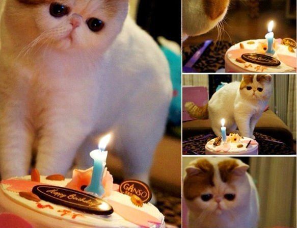 День рождения кота - устройте ему праздник
