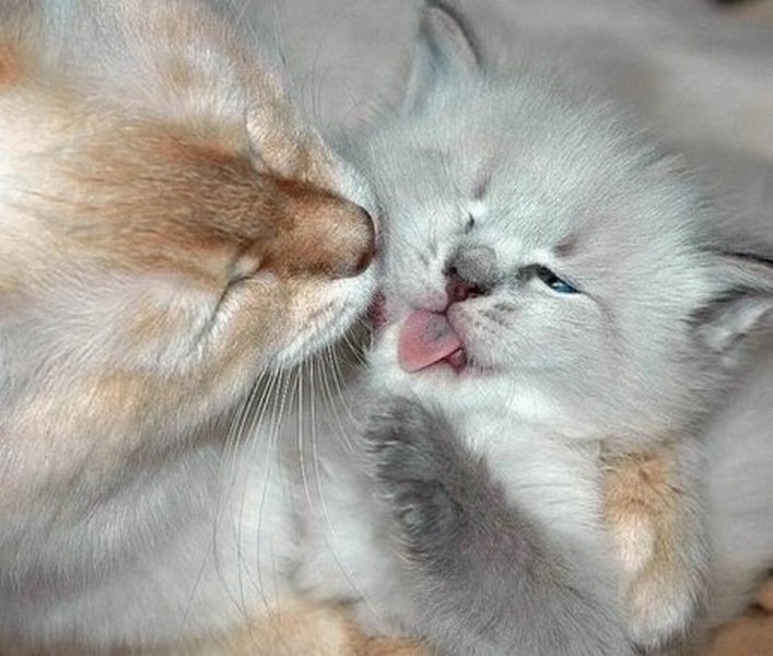 Кошки очень заботливые мамы