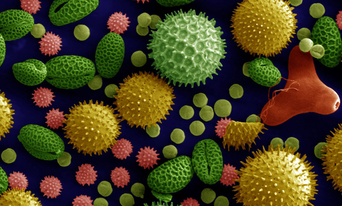 пыльца растений под микроскопом