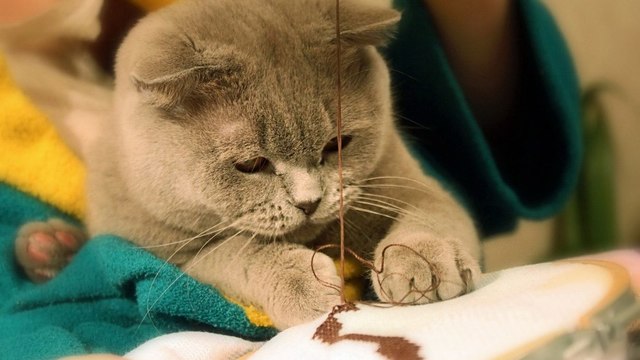 Даже коты любят вышивать.