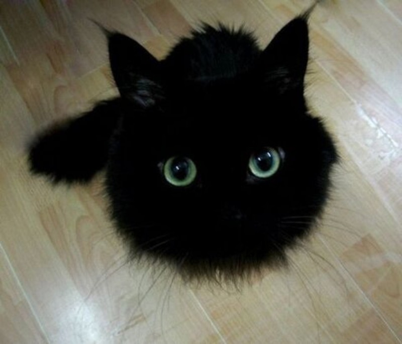 Черный кот - к счастью?