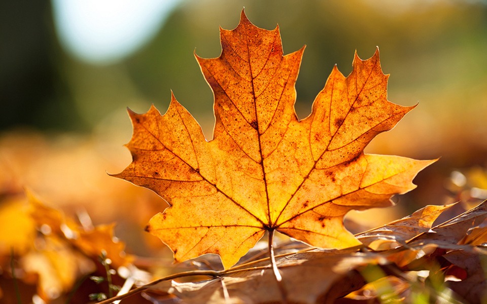 Гадание на осенних листьях поможет заглянуть в будущее