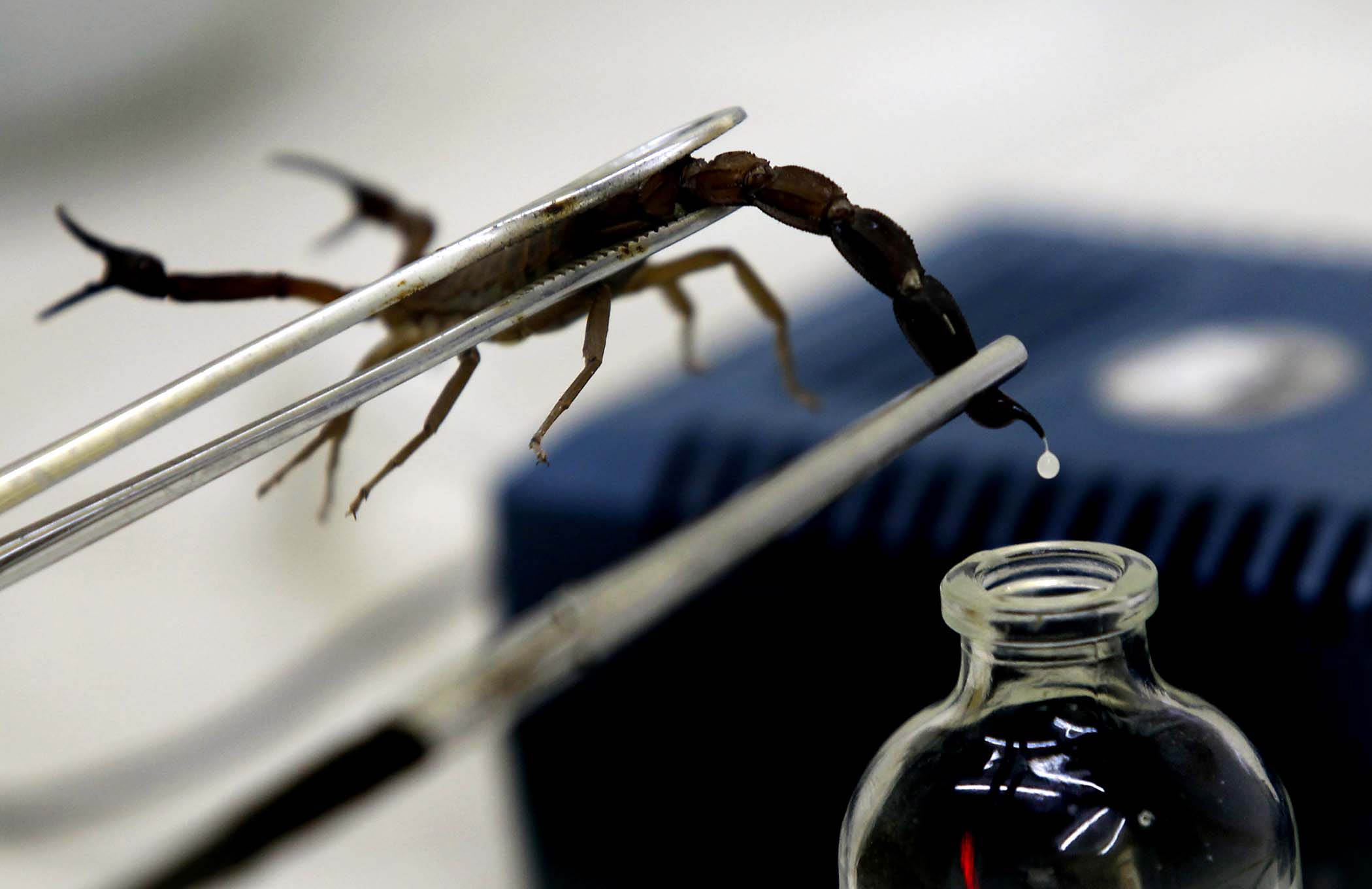 A technician extracts venom from a scorpion at Labiofam Laboratories in Santa Clara