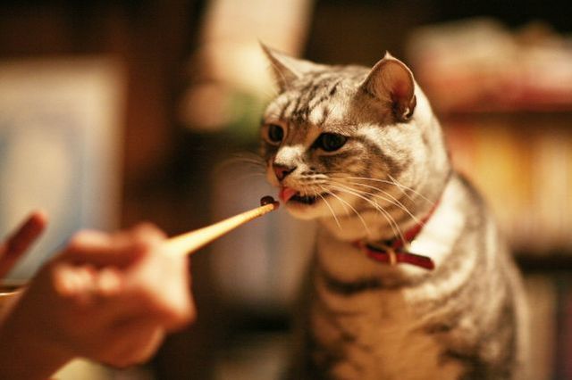 Котейки тоже любят палочки. Но с едой