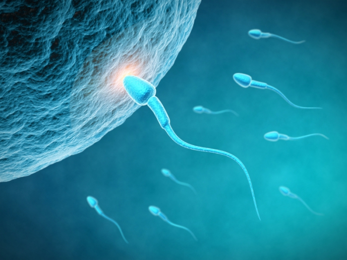 Лишь самому быстрому и сильному сперматозоиду предстоит вознаграждение, овладение яйцеклеткой 