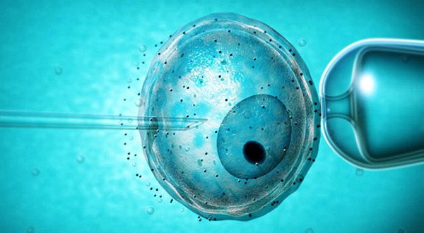 Микрохирургическими инструментами можно ввести ядро сперматозоида в яйцеклетку