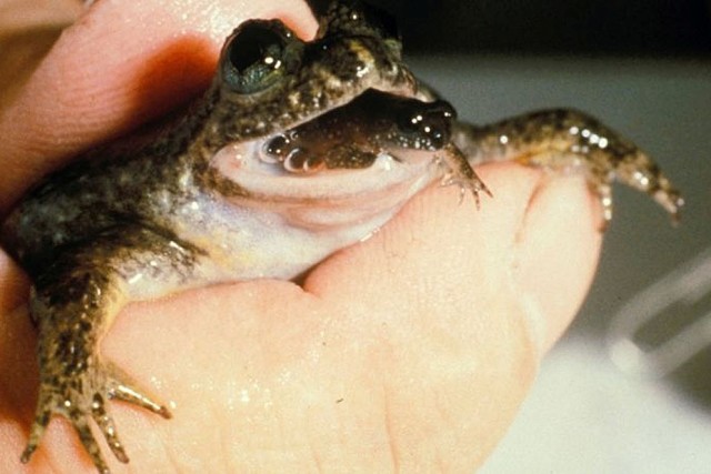 Австралийская лягушка Rheobatrachus silus заглатывает оплодотворенные яйца в желудок. Там головастики рождаются и затем появляются на свет через рот мамы-лягушки.