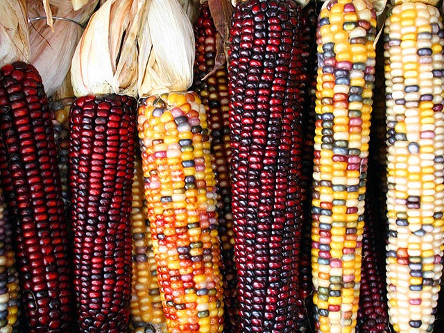     Генетически модифицированная кукуруза