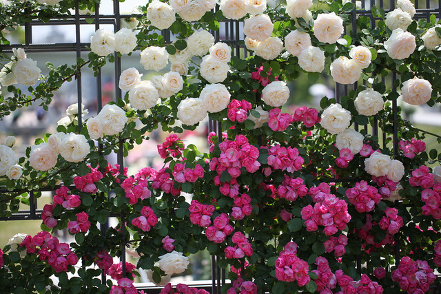     Белые розы превосходно смотрятся в саду, в соседстве с розами других цветов