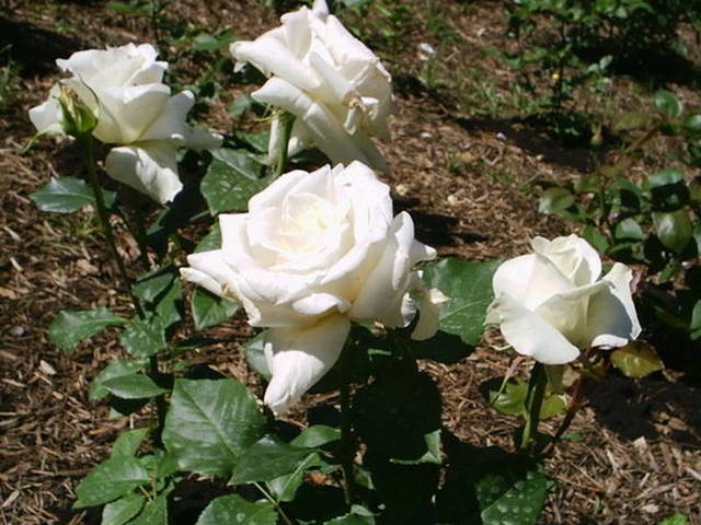 Роза Паскали – великолепная как на клумбе, так и в букетах