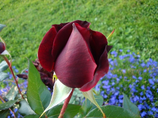 Выросшая в тени эта роза тоже великолепна