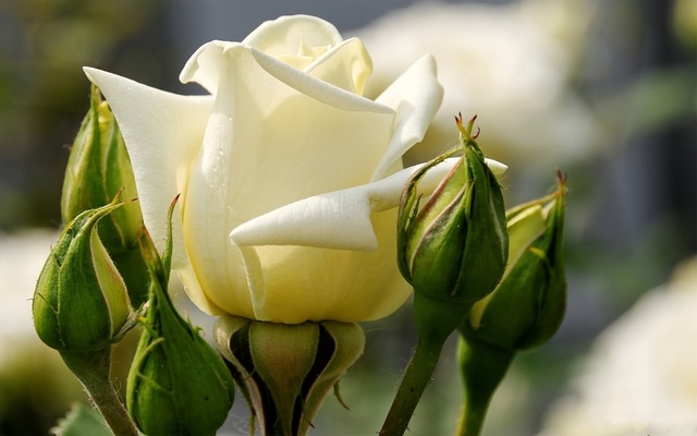 Белая роза выгодно оттенит изысканность цвета БлэкМейджик