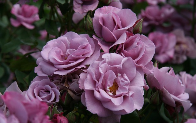 Чтобы роза приобрела лиловы оттенок – закопайте под корень медную стружку