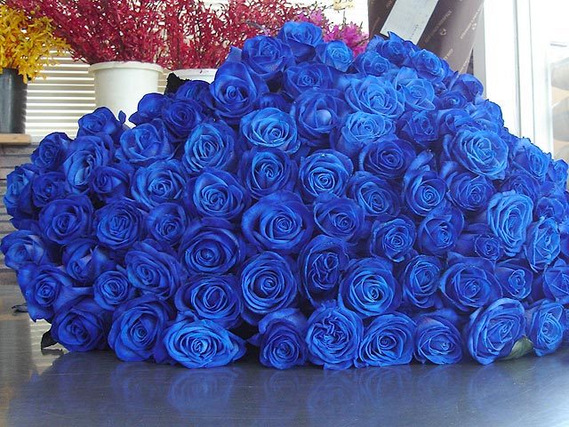Со времен древне Персии голубые розы получали путем окрашивания