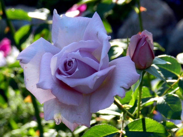 Генная инженерия позволила вырастить розу с лиловым оттенком