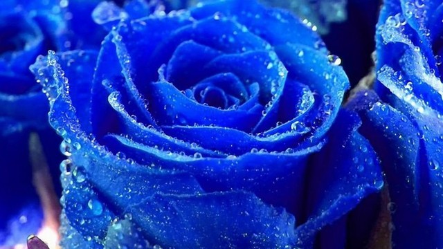 Синюю розу вырастить непросто, но можно