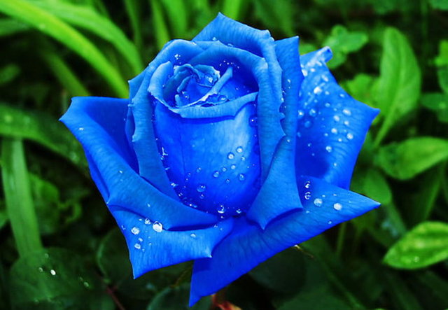 Синих, голубых роз в природе не существует