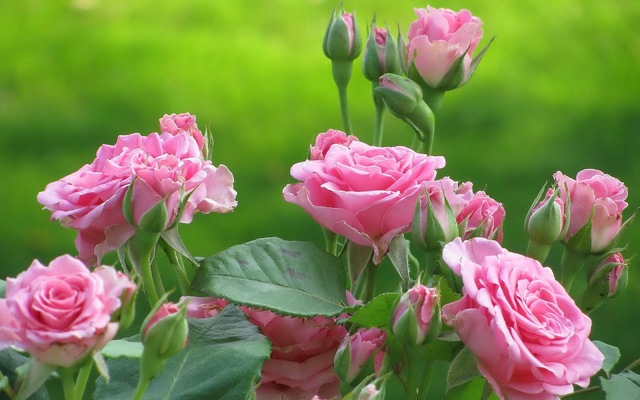 Чайная роза бывает разных форм и оттенков