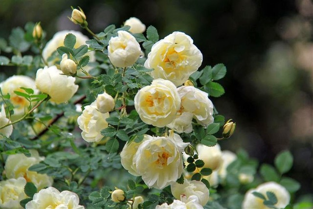 Белая чайная роза