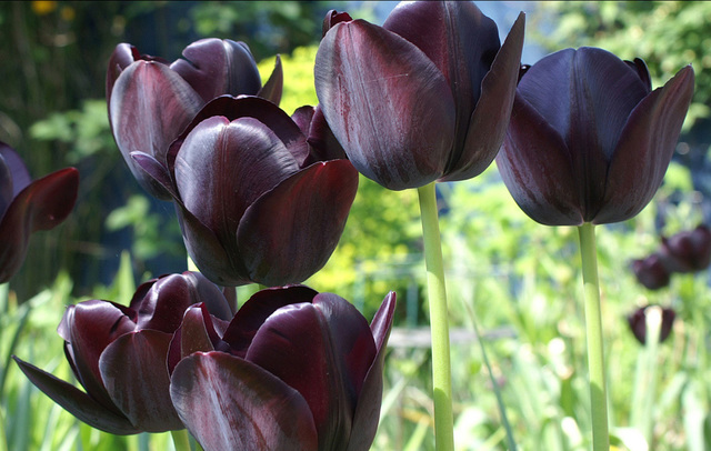 Знаменитый черный тюльпан на самом деле темно-фиолетового цвета