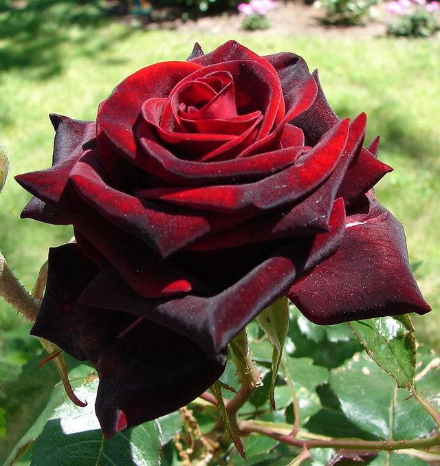 "Черная роза" Блэк Мейджик. Разве она не прекрасна?