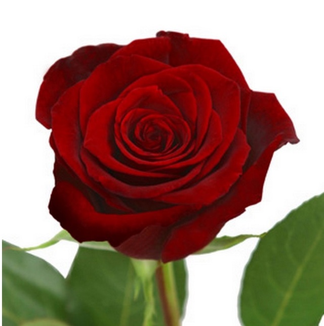 Роза  Блэк Баккара - потрясающей красоты цветок