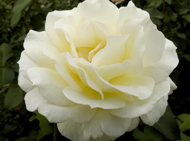     Махровая роза - изысканный цветок