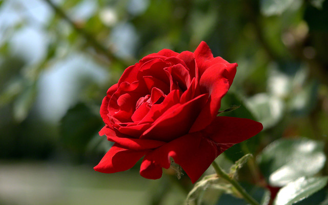 По легенде красная роза появилась как результат несчастной любви