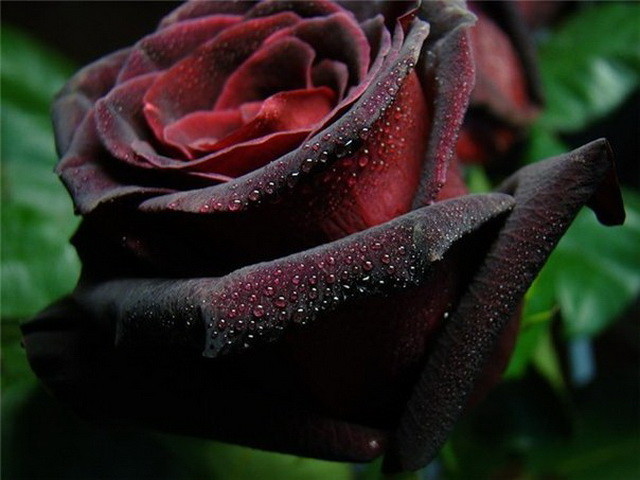 Бывают ли розы черными?