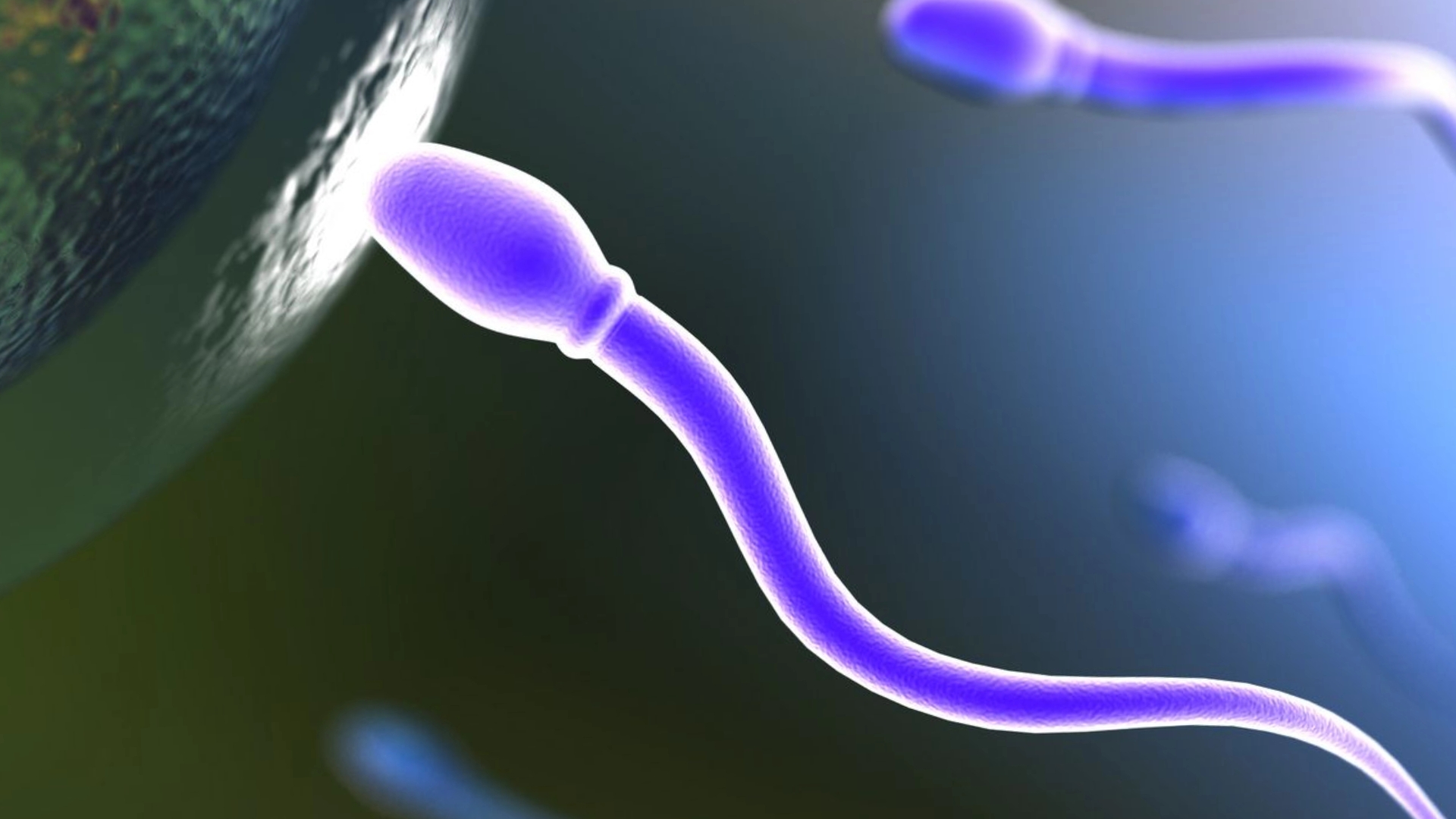 Жизнеспособность сперматозоидов зависит от здоровья простаты