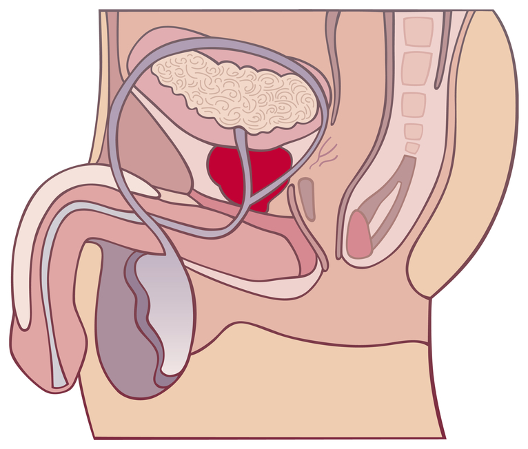 Предстательная железа  - это кольцо из мышечно-железистой ткани, охватывающее мочевыводящий канал