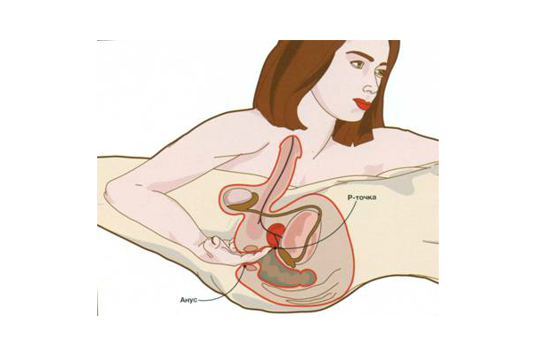 Массаж простаты оказывает стимлирующее воздействие на половую сферу, а также применяется в профилактике и лечении заболеваний простаты