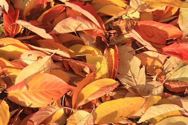 Нарцисс: Сухие листья, хвоя , солома и компост помогут утеплить землю