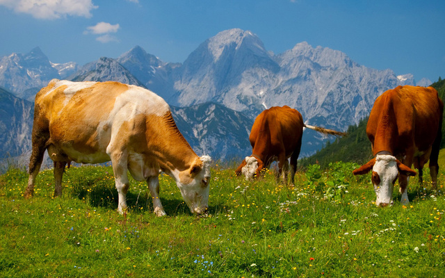 Коровий навоз - один из самых популярных и доступных органических удобрений